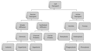 5 7 Cell Transport Biology Libretexts