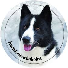 Image result for karelský medvědí pes