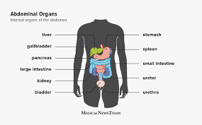 Image result for internal organs