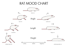 Rat Mood Chart Rats A Rats Basic Mood Is Usually In The