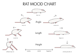 rat mood chart rats a rats basic mood is usually in the