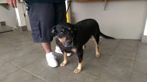 See the closest adoption agencies to your current location (distance 5 km). Adopt A Dog Rottweiler Labrador Retriever Mixed Medium Coat In San Antonio Tx Pet Adoption Pets Adopting A Child