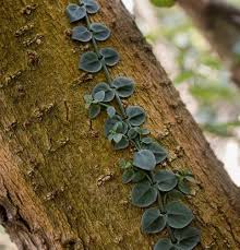 Image result for Psychotria succulenta