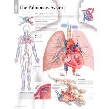 The Pulmonary System Chart