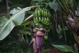 So far i have seen it fruit 3 times before it stops or the fruit is too small. Species Profile Banana Musa Acuminata Rainforest Alliance