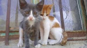 Kedi Sesi Ve Goruntusu Youtube