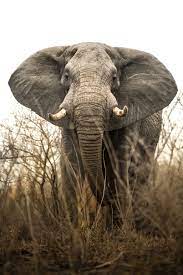 Ross Couper South African Wildlife Photographer Elephant Photography Elephant Pictures African Elephant
