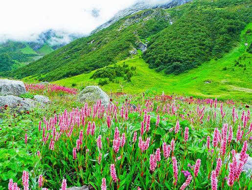 Valley of Flowers Trek (5N/6D)