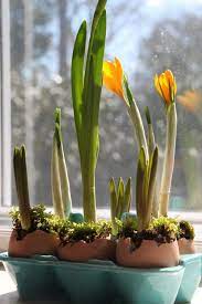 The compost should feel moist but not wet to the touch. Growing Bulbs Indoors Hgtv