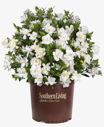 How to fertlize & water jubilation gardenia. Jubilation Gardenia Gardenia Jubilation Png Image Transparent Png Free Download On Seekpng