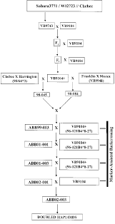 Flow Chart Showing The Development Of Bc 6 F 1 Derived