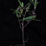 Image result for Polygala persicariifolia