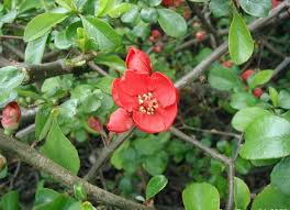 Image result for Chaenomeles japonica
