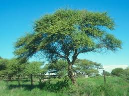 Image result for Acacia grandicornuta