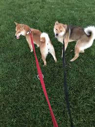 Get advice from breed experts and make a safe choice. Japanese Shiba Inu Hunde Rassen Information Omlet