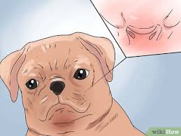Bechewy is dedicated to helping you keep your pets happy and healthy. How To Save A Choking Dog 13 Steps With Pictures Wikihow