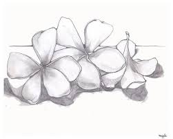 Single Plumeria Pencil Drawing Fine Art Flower Delicate In Nature Print Fleurs Hawaienne Dessin Dessin De Fleurs Au Crayon Dessin Fleur