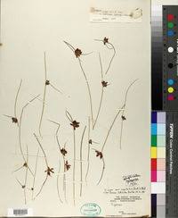 Image result for Pycreus niger