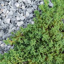 Use the taller ground covers for larger areas or where you want more drought tolerance. 20 Best Ground Cover Plants And Flowers Low Maintenance Ground Covers To Prevent Weeds