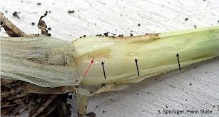 Image result for phytomyza gymnostoma