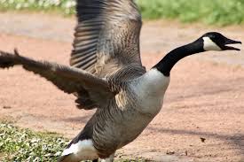 The fur trim that lines the hoods of the company's winter jackets comes from wild coyotes who were trapped, killed, and skinned. Oh Canada Geese Inkspire