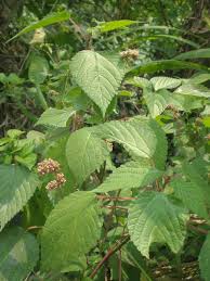 Image result for Laportea ovalifolia