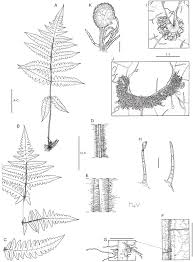 Image result for Blotiella