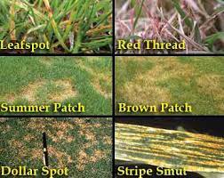 How to identify & treat lawn fungus. Lawn Fungus Control Verde Scapes Llc