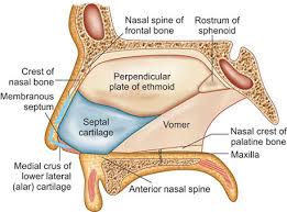 Nasal Septum Structure