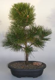 Pinus thunbergiana japanese black pine. Japanese Black Pine Bonsai Tree Pinus Thunbergii Thunderhead