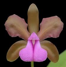 Image result for Habenaria bicolor