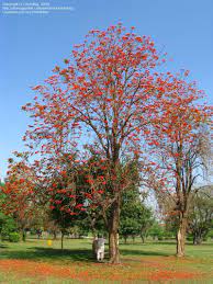 Great tree to purchase for resale or enhancing any yard. E Suberosa Tree In Bloom In Model Town Park Lahore Pakistan Photo By Punjab Lok Sujag Tree Plant Pictures Flowering Trees
