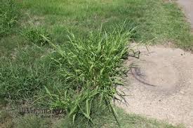 Image result for Panicum chionachne