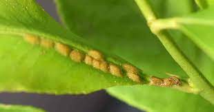 Scale is highly invasive so the first step to controlling a scale infestation is to remove the affected plant from healthy plants. Plant Scale Insects Removing Plant Scale Insects Indoors And Out