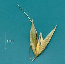 Image result for Avena byzantina