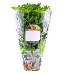 Waldmeister 1a Pflanzen Kaufen Baldur Garten Waldmeister Pflanzen Kaufen Laubbaum