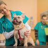 You can choose to work in small private practices or large veterinary hospitals. 1