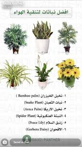 افضل انواع النباتات الداخلية Plants House Plants Decor Plant Decor