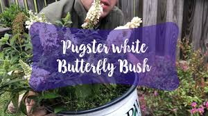 Check spelling or type a new query. Pugster White Butterfly Bush Youtube