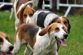 Image result for Harrier dog