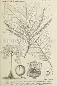 Image result for Terminalia bellirica