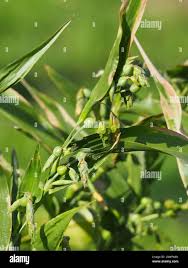 Image result for Coix lacryma-jobi