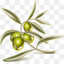 Bahan saat seduh setiap haribahan pembinaanbahan sekolah minggu. Daun Zaitun Unduh Gratis Minyak Zaitun Minyak Kelapa Makanan Zaitun Gambar Png