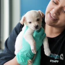 San Diego Humane Society