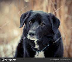 Border Collie Cross Portrait Aka Borador Stock Photo Border Collie Wikipedia Border Collie Welpen Und Hunde Kau Flat Coated Retriever Retriever Border Collie