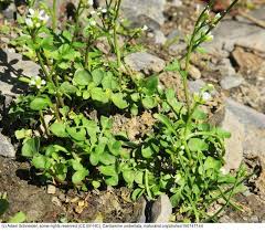Image result for Cardamine