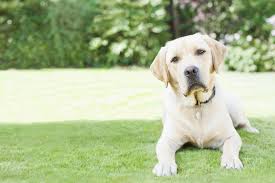 There are a number of different worms that can affect your dog: Intestinal Worms And Parasites In Dogs Propatel