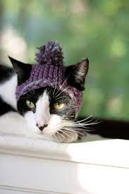 Pin By Niki Vavoudis On Cute Things Crochet Cat Cat Hat Cat Sweaters