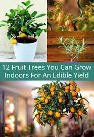 These would be an excellent choice for anyone looking for a fun citrus for cooking. 12 Fruit Trees You Can Grow Indoors For An Edible Yield Indoor Fruit Trees Indoor Fruit Plants Indoor Avocado Tree