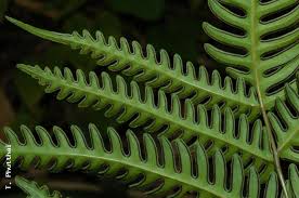 Image result for Pteris burtonii